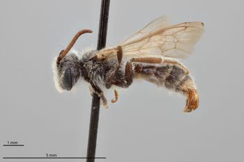 Media type: image;   Entomology 770898 Aspect: habitus lateral view